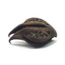 Fava Garra de Pombo Gira UN