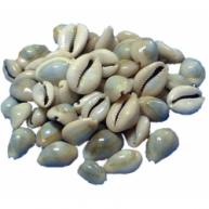 B&uacute;zios Branco