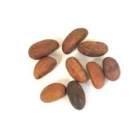 Orob&oacute; Nacional UN