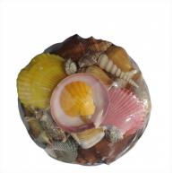 Kit De Concha N&ordm;3