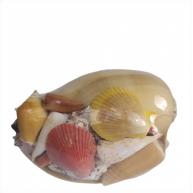 Kit De Concha Pequeno