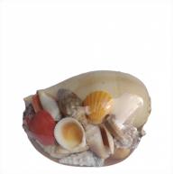 Kit De Concha M&eacute;dio