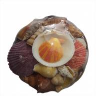 Kit De Concha N&ordm;2